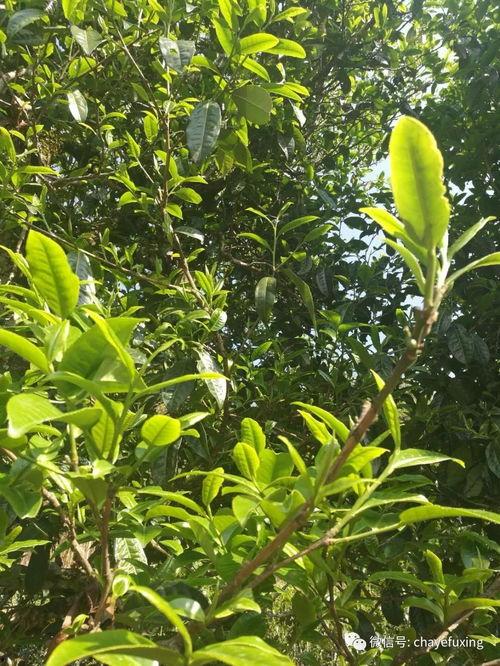 谁爆料冰岛的瓜果树视频,揭秘神秘瓜果树视频背后的真相 第3张 谁爆料冰岛的瓜果树视频,揭秘神秘瓜果树视频背后的真相 第3张