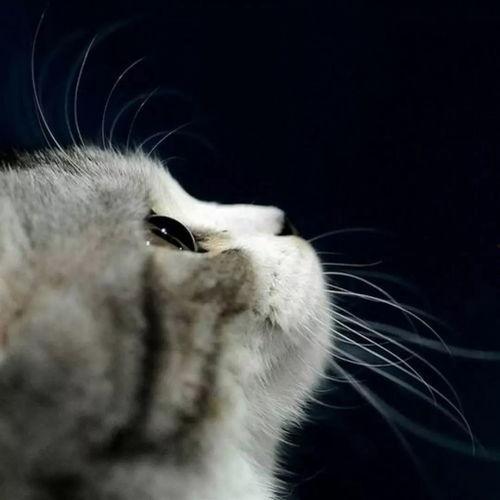 娱乐吃瓜酱营业的猫,揭秘吃瓜酱营业的猫界风云 第2张 娱乐吃瓜酱营业的猫,揭秘吃瓜酱营业的猫界风云 第2张